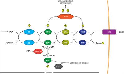 PRD-Containing Virulence Regulators (PCVRs) in Pathogenic Bacteria